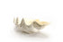 giant clam shell 50 cm